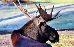 Патрульные оценили вес лося в 500 кг