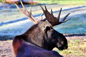 Патрульные оценили вес лося в 500 кг