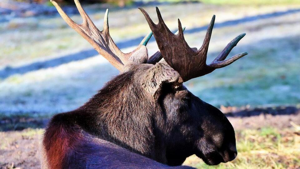 Патрульные оценили вес лося в 500 кг