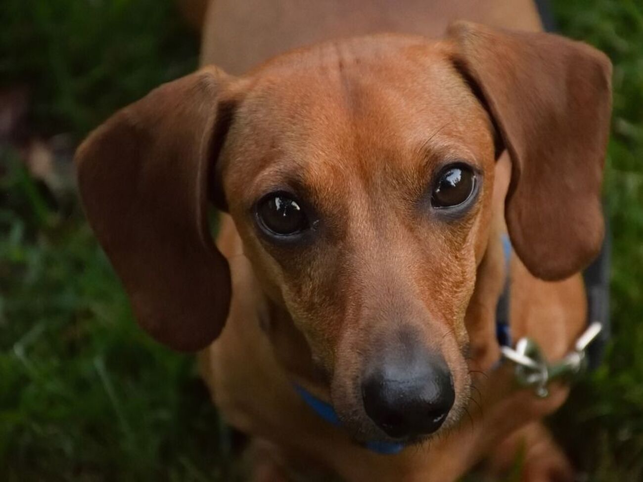 Животные годами живут в плохих условиях, потом их пытаются продать или усыпляют, пишет MC.today