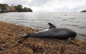 Greenpeace призвал провести расследование причин смерти животных