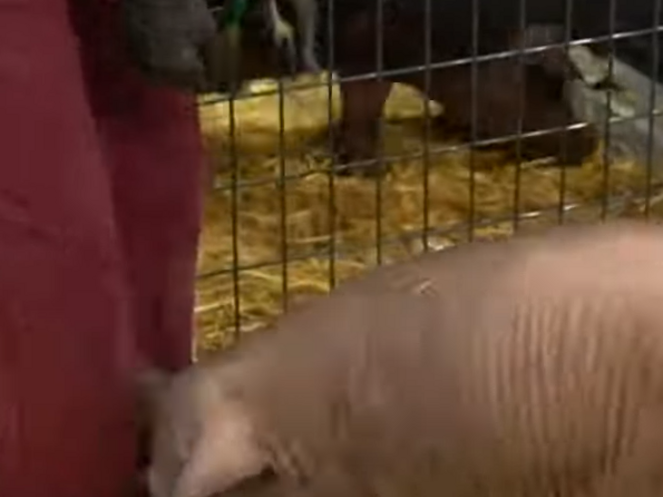 Свинье Гертруде вживили в мозг усовершенствованный чип