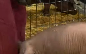 Свині Гертруді вживили в мозок удосконалений чип