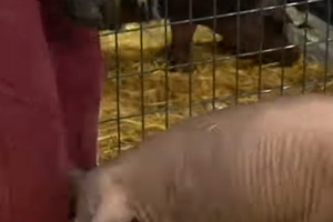 Свинье Гертруде вживили в мозг усовершенствованный чип