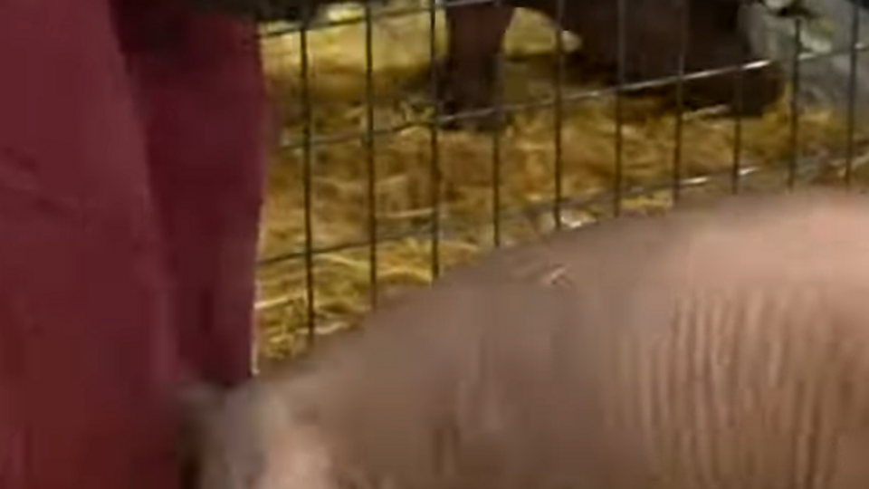 Свинье Гертруде вживили в мозг усовершенствованный чип