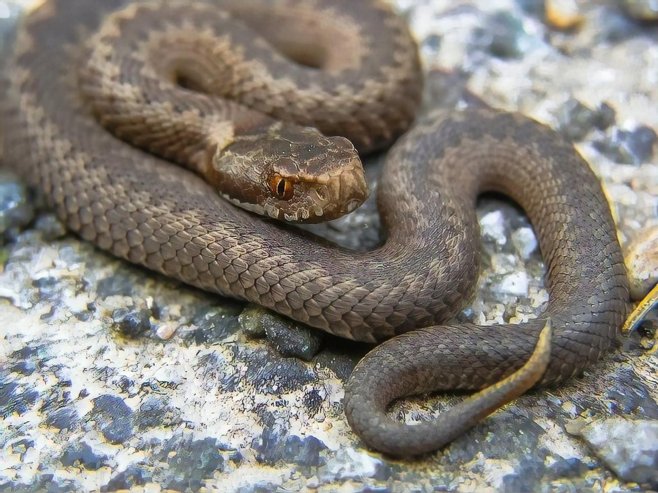 Чаще всего за помощью после змеиных укусов к медикам обращались в Житомирской области