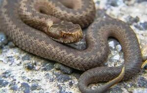 Чаще всего за помощью после змеиных укусов к медикам обращались в Житомирской области