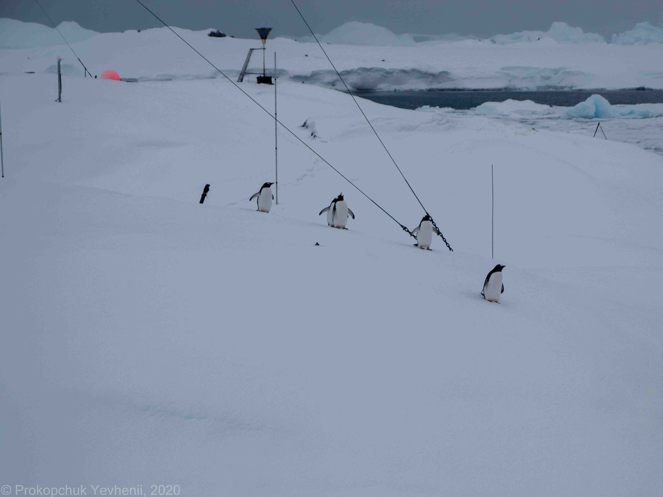 Сейчас в Антарктиде разгар зимы