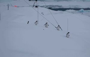 Сейчас в Антарктиде разгар зимы