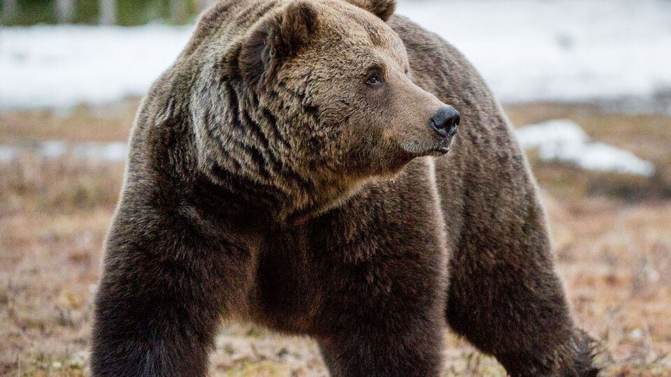 Пятерых медведей и трех львов передали волонтерам