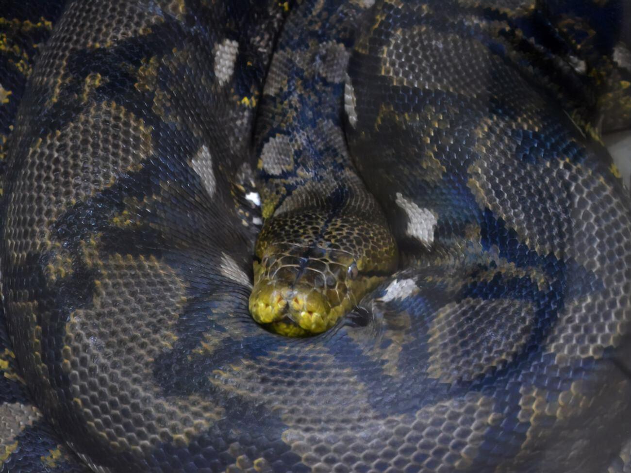 Владелец дома&nbsp;вызвал службу по отлову змей