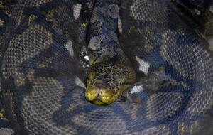 Владелец дома вызвал службу по отлову змей