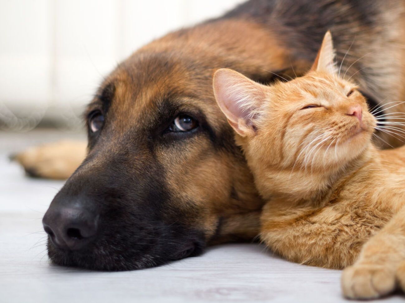 Найбільше випадків жорстокого поводження із тваринами зафіксовано в Харківській області