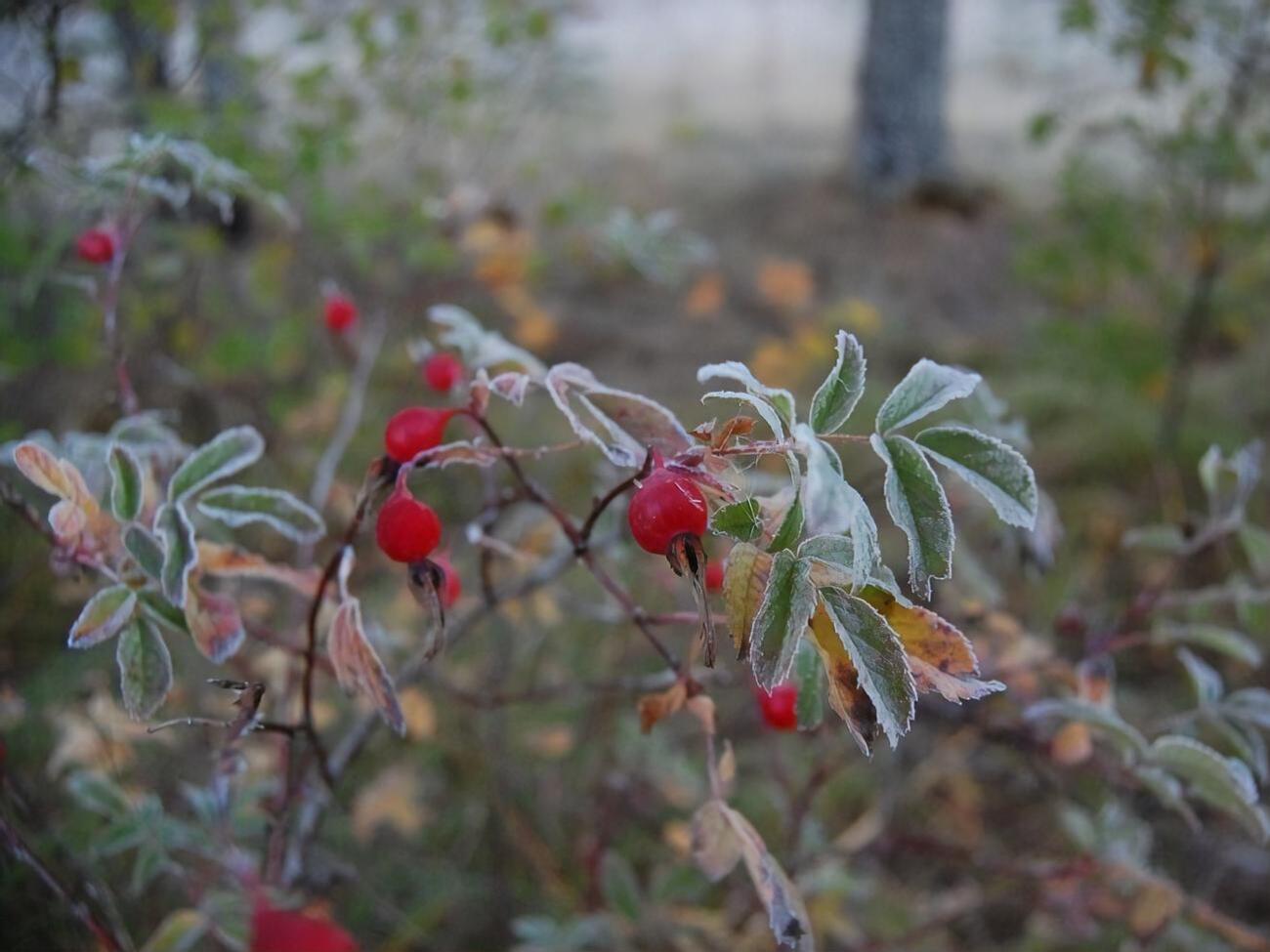Синоптики обещают 19 сентября заморозки на почве&nbsp;0...+3 &deg;С