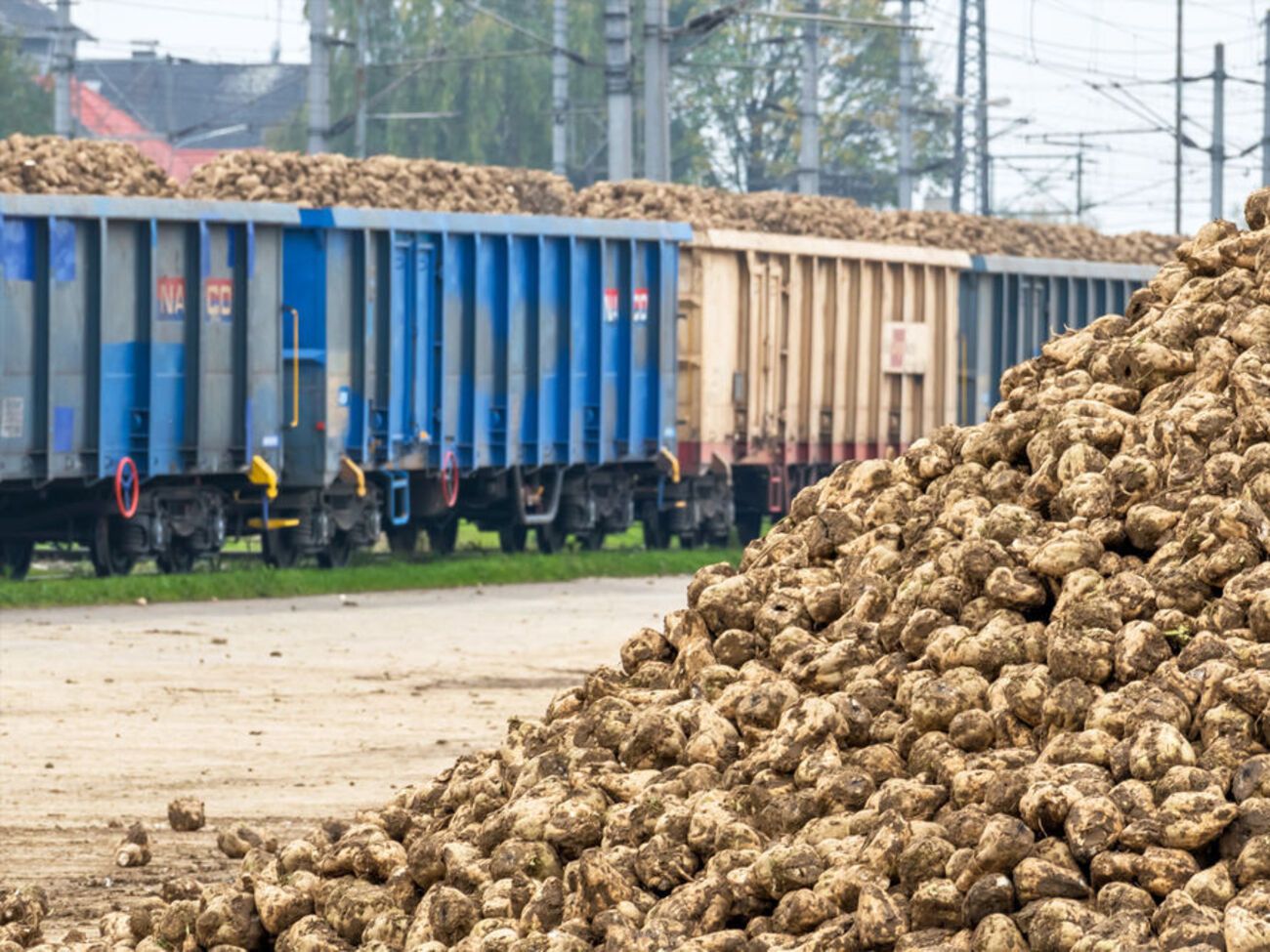 Ставка НДС может уменьшиться до 14%, в частности на сахарную свеклу