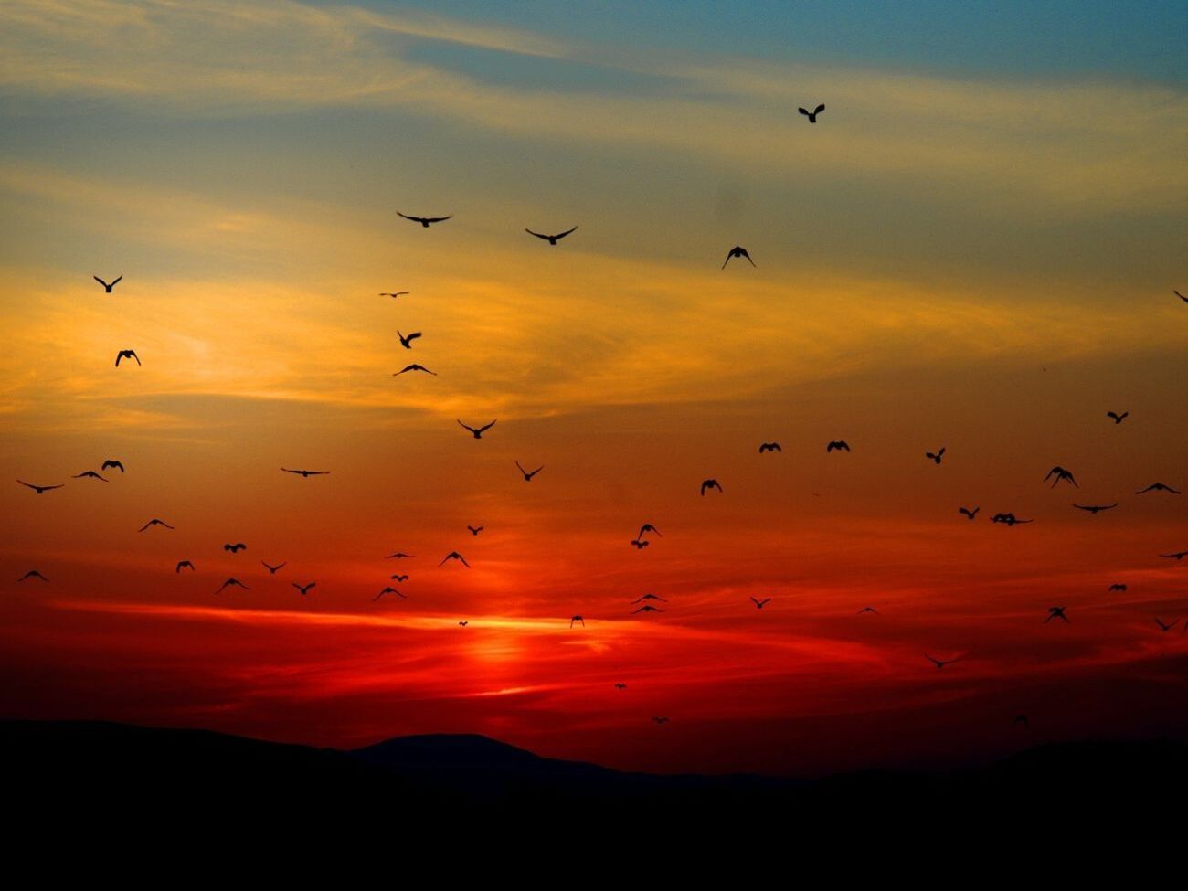 Одной из причин массовой гибели перелетных птиц в штате Нью-Мексико (США) биологи называют лесные пожары