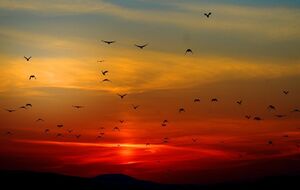 Одной из причин массовой гибели перелетных птиц в штате Нью-Мексико (США) биологи называют лесные пожары