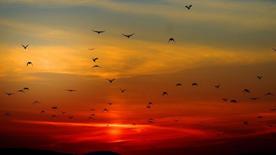 Одной из причин массовой гибели перелетных птиц в штате Нью-Мексико (США) биологи называют лесные пожары