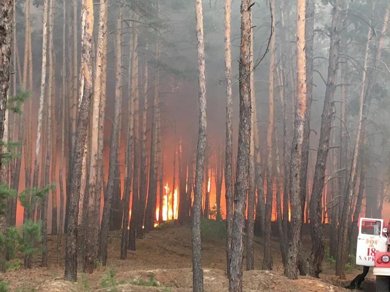 В ГСЧС сообщили, что верхового пожара нет