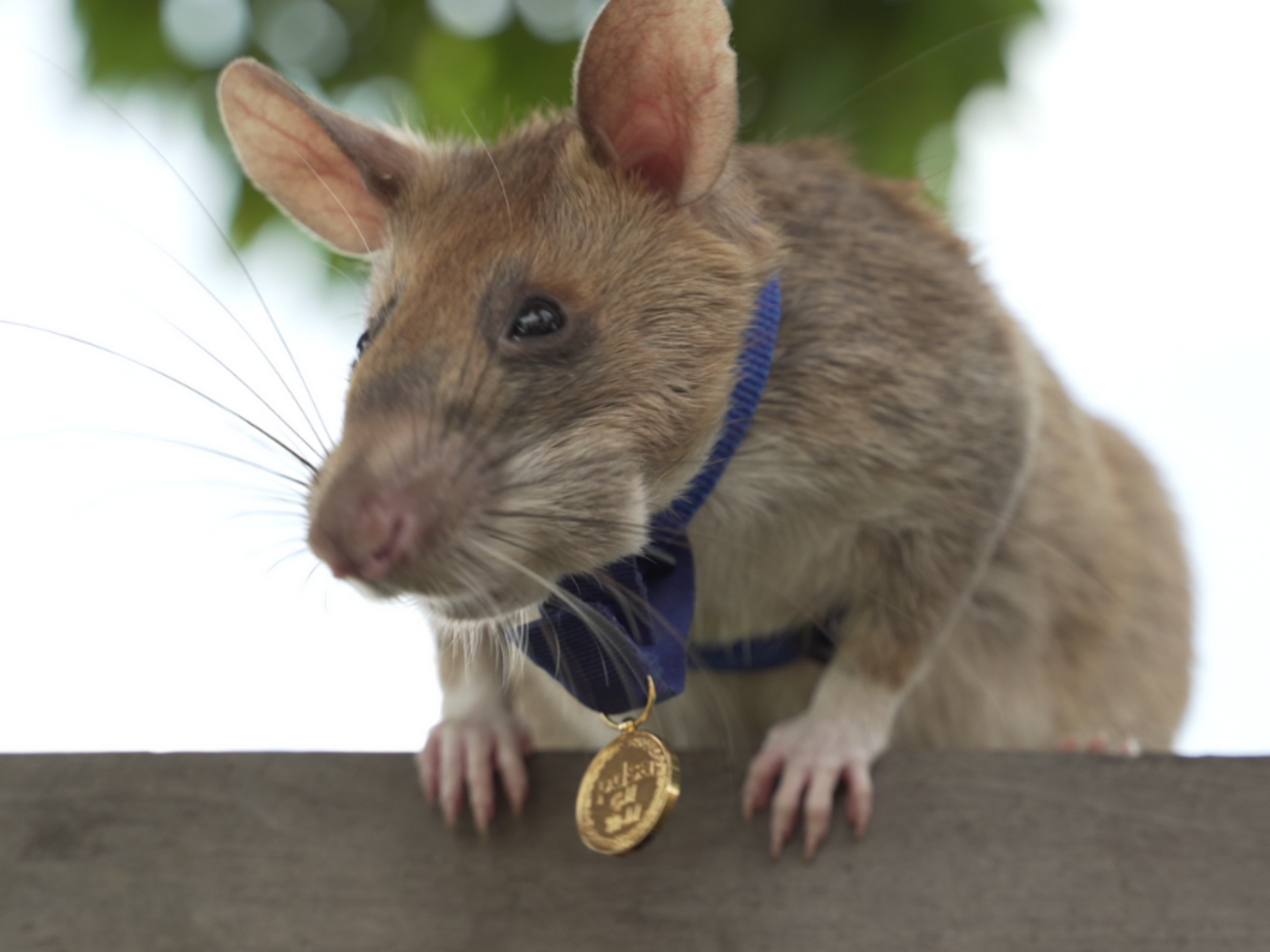 Крысе-герою вручили медаль