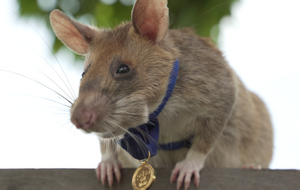 Крысе-герою вручили медаль