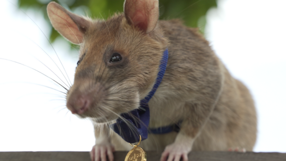 Крысе-герою вручили медаль