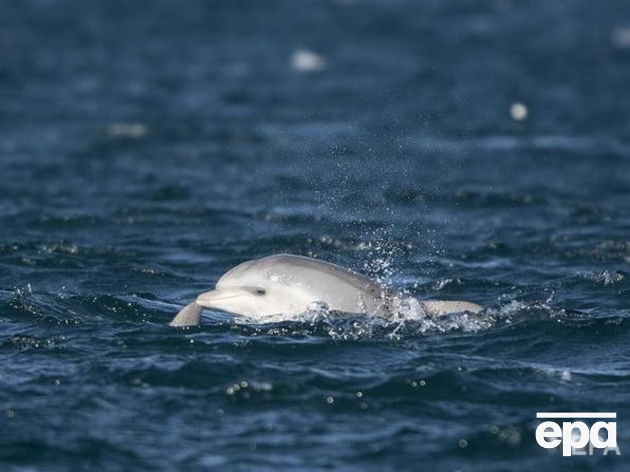 Дельфина отпустили в море