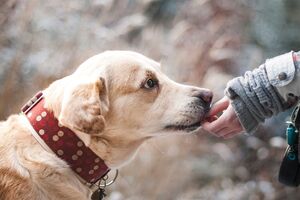 Експерти "Ліги антитрасту" вважають, що законопроєкт про реєстрацію тварин впроваджує непотрібних приватних посередників у вже наявну схему