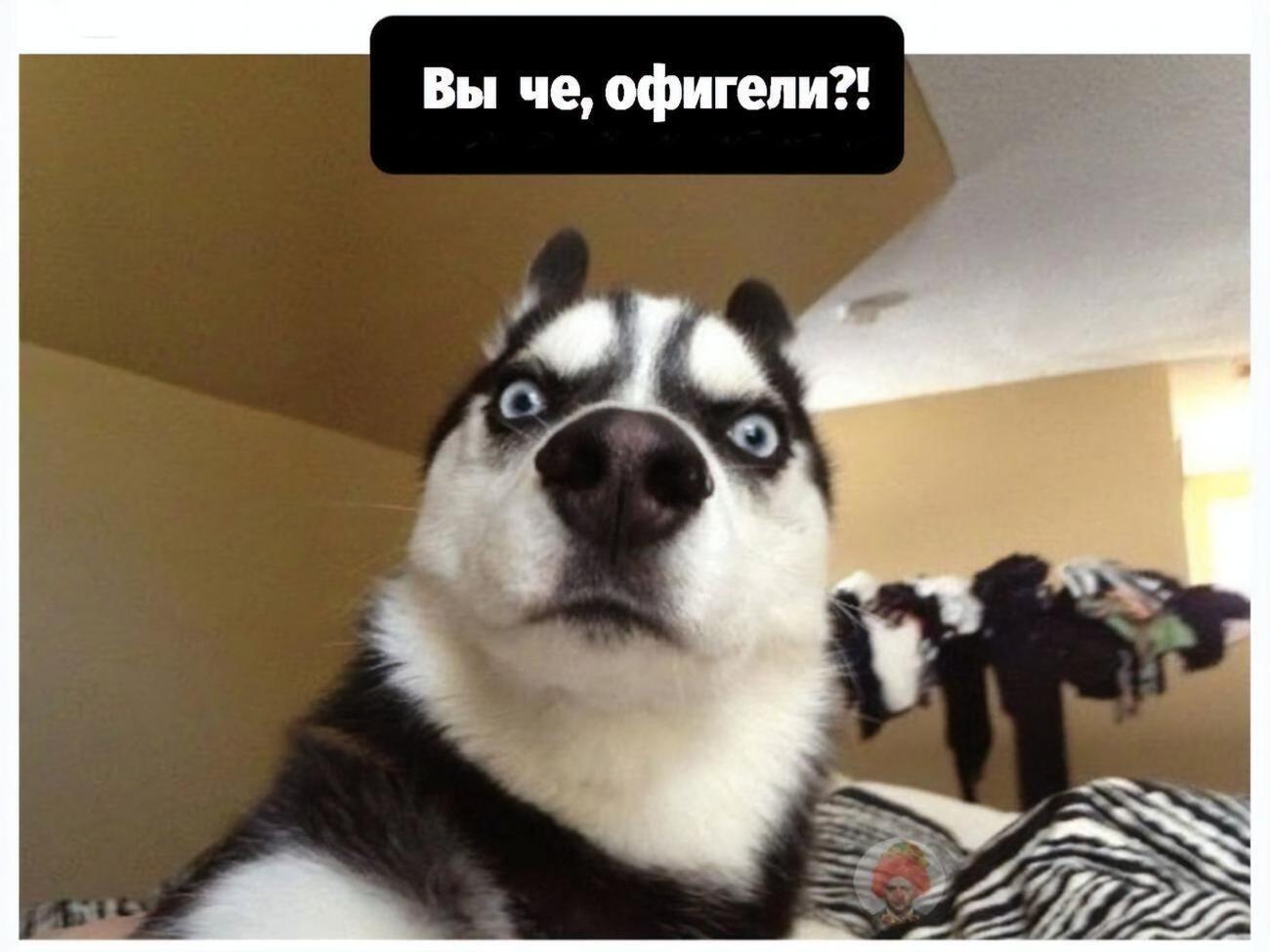 Фотожаба на пропозицію нардепів реєструвати домашніх вихованців