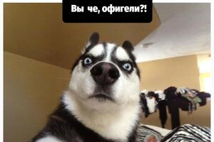 Фотожаба на пропозицію нардепів реєструвати домашніх вихованців