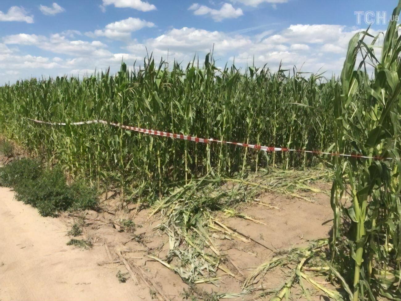 Тело женщины нашли на кукурузном поле