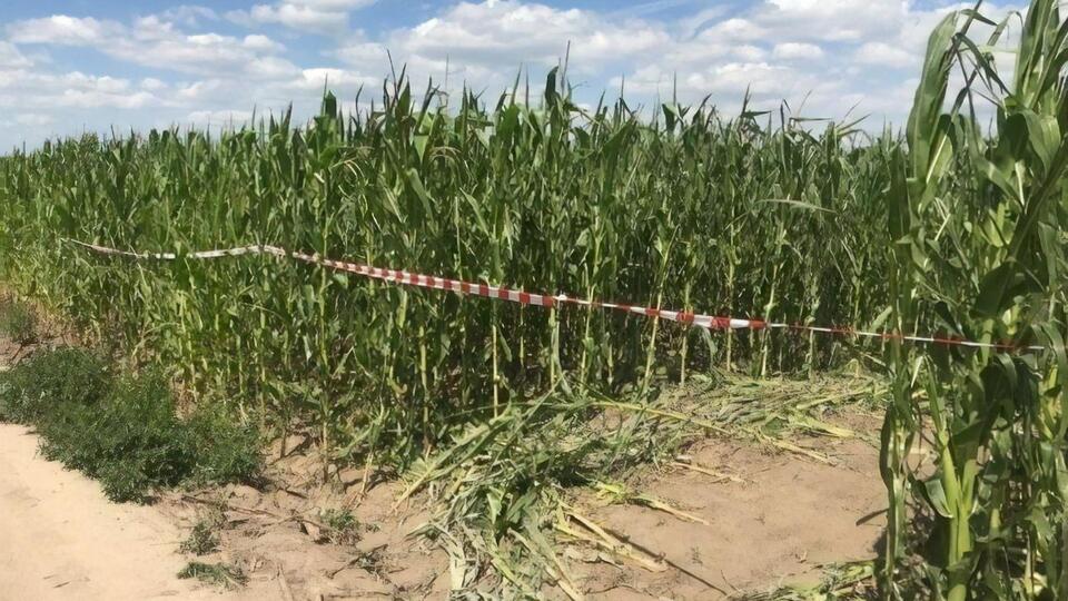 Тело женщины нашли на кукурузном поле