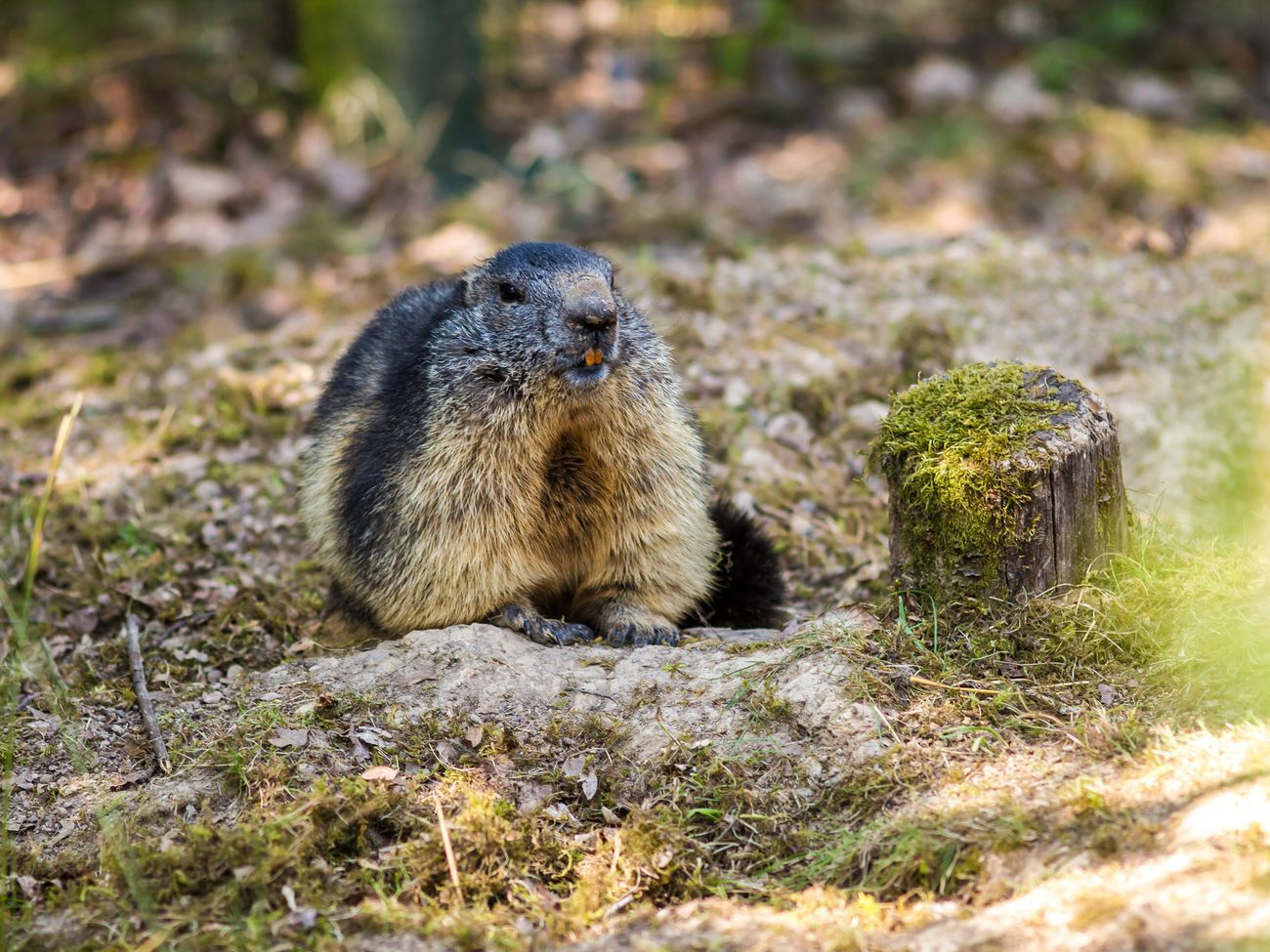 Сурки могут заражаться чумной палочкой