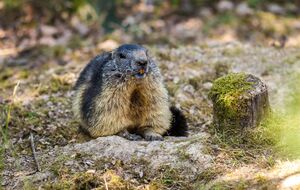 Бабаки можуть заражатися чумною паличкою