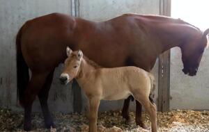 Скоро жеребенка Курта отлучат от суррогатной матери и перевезут к сородичам в Сан-Диего