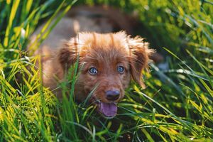 Народні депутати України хочуть посилити покарання за неналежне тримання домашніх тварин