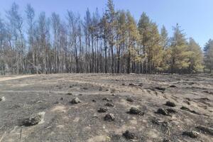 Відновлення лісового масиву планують розпочати вже цього року