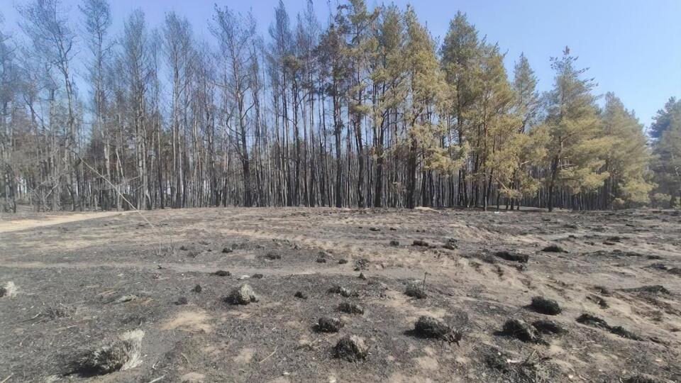 Відновлення лісового масиву планують розпочати вже цього року