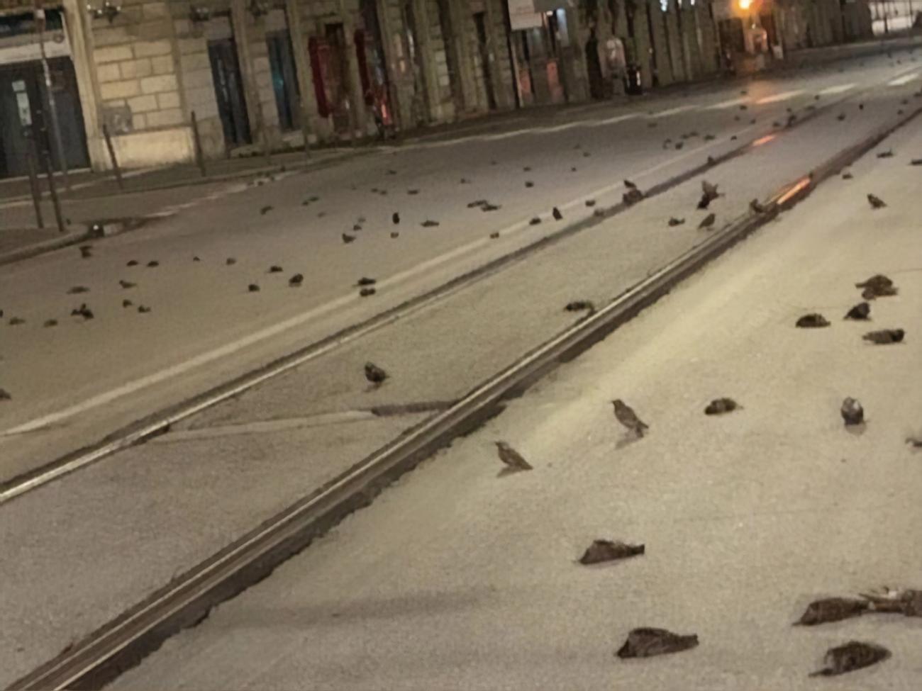 Мертвых птиц было много в центре города