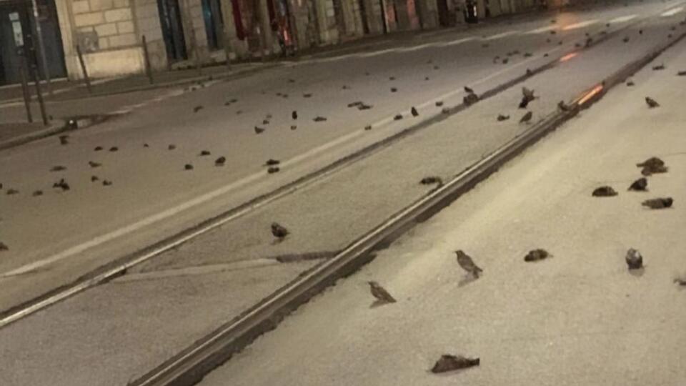 Мертвых птиц было много в центре города