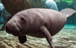 В США ламантины подпадают под закон об исчезающих видах