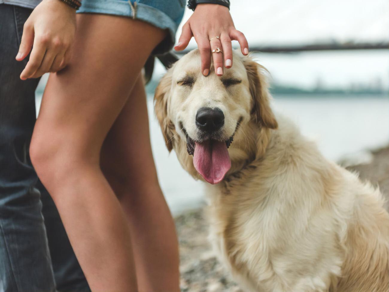 Власти провинции Квебек позволили выгуливать собак во время комендантского часа