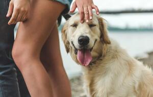 Власти провинции Квебек позволили выгуливать собак во время комендантского часа