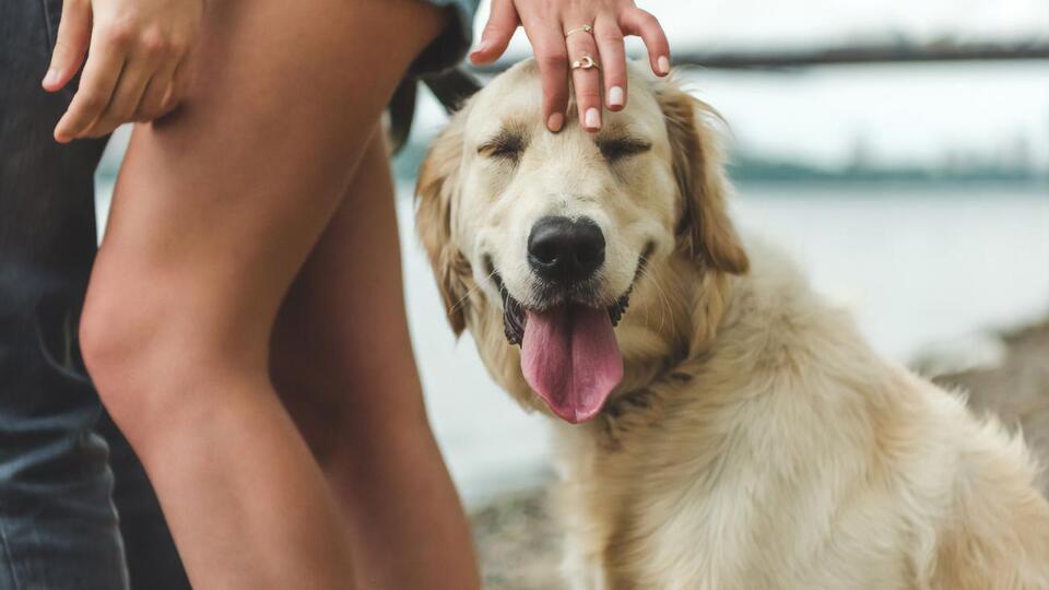 Власти провинции Квебек позволили выгуливать собак во время комендантского часа