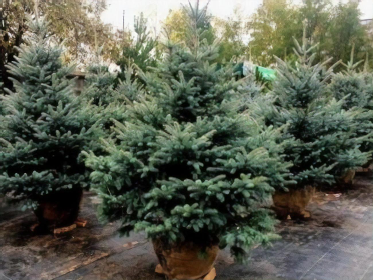 Гослесагентство на праздники продало почти 475 тыс. новогодних елок