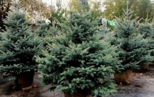 Гослесагентство на праздники продало почти 475 тыс. новогодних елок
