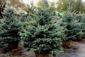 Гослесагентство на праздники продало почти 475 тыс. новогодних елок