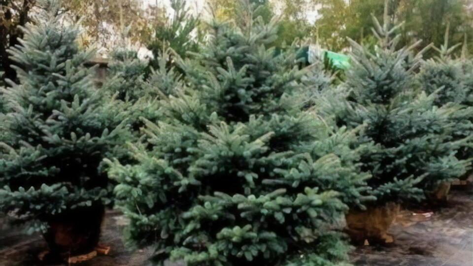 Держлісагентство на свята продало майже 475 тис. новорічних ялинок