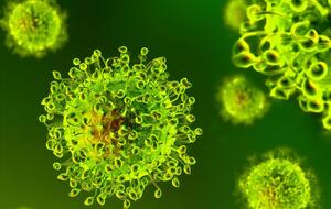 Учені ВООЗ планують з'ясувати, чи був ринок в Ухані точкою, де новий коронавірус уперше перекинувся із тварин на людей