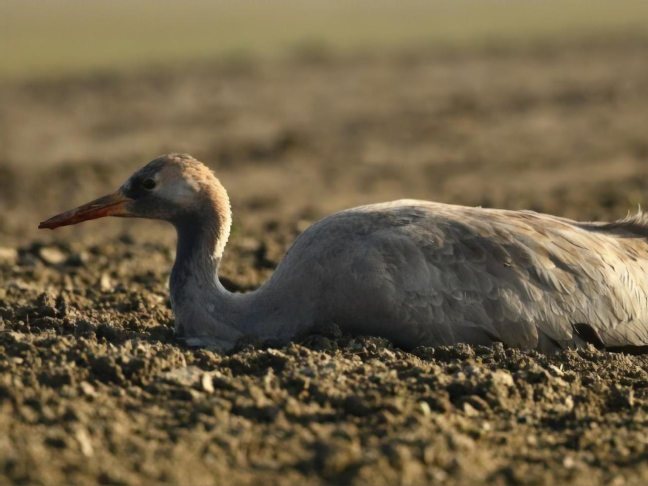 По&nbsp;данным&nbsp;Красной книги, в Украине сейчас насчитывается от&nbsp;500&ndash;600 до 700&ndash;850 пар серых журавлей